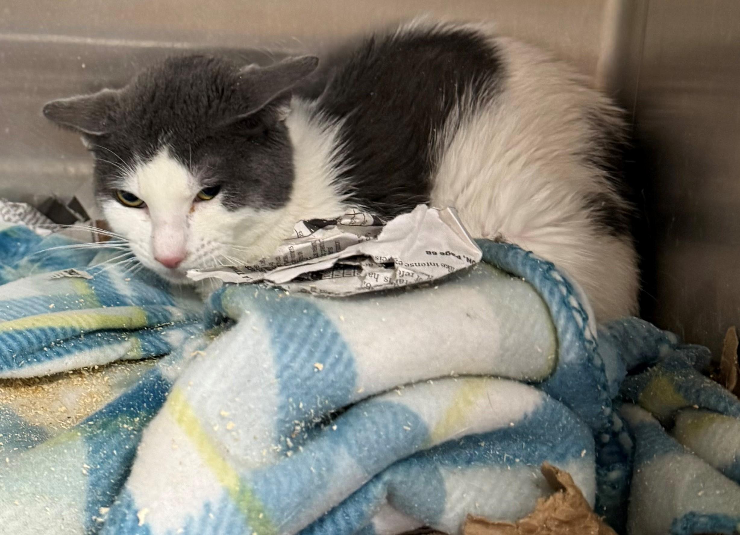 Scary, adopted, Adult Male Domestic Short Hair.