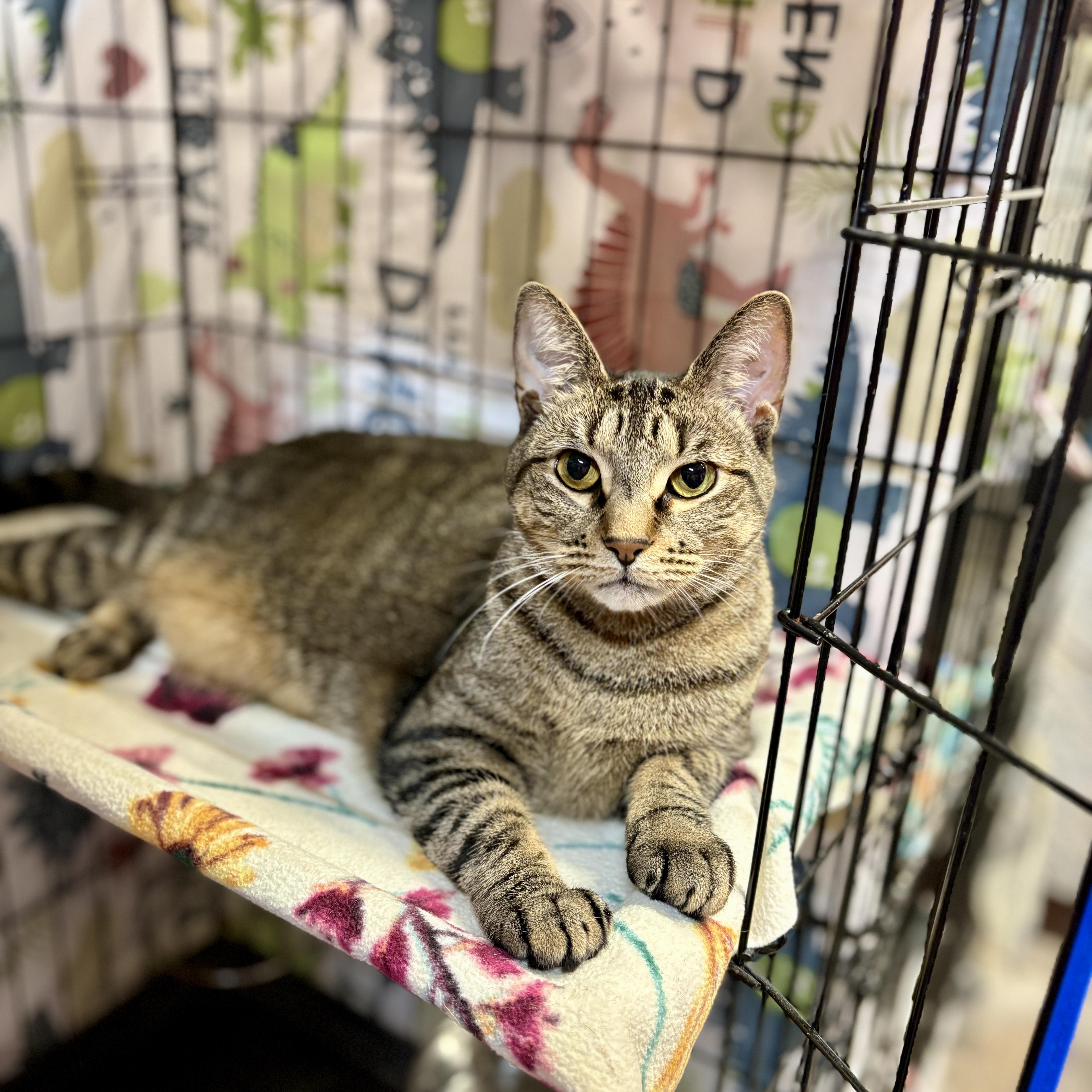 Enlarge Coco, a Adoptable Domestic Short Hair in Centerville, GA image 1/1