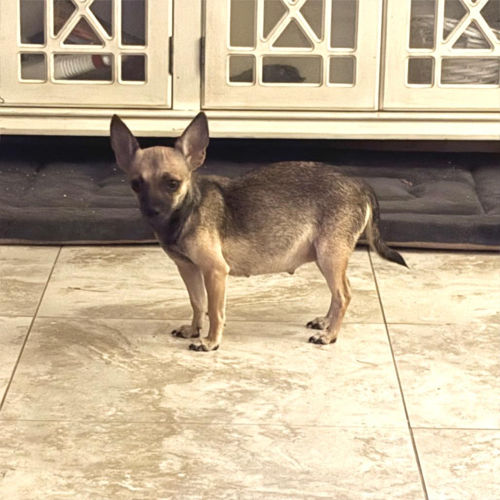 Enlarge Ginny, a Adoptable Chihuahua in Phoenix, AZ image 2/2
