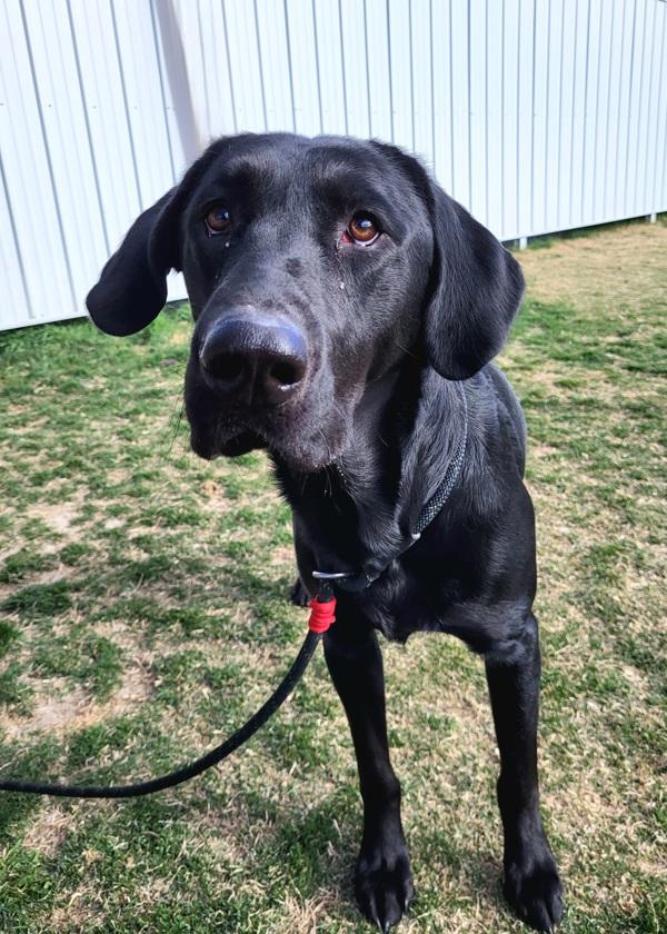 Enlarge Neville 45952, a Adoptable mixed breed in Pocatello, ID image 1/1