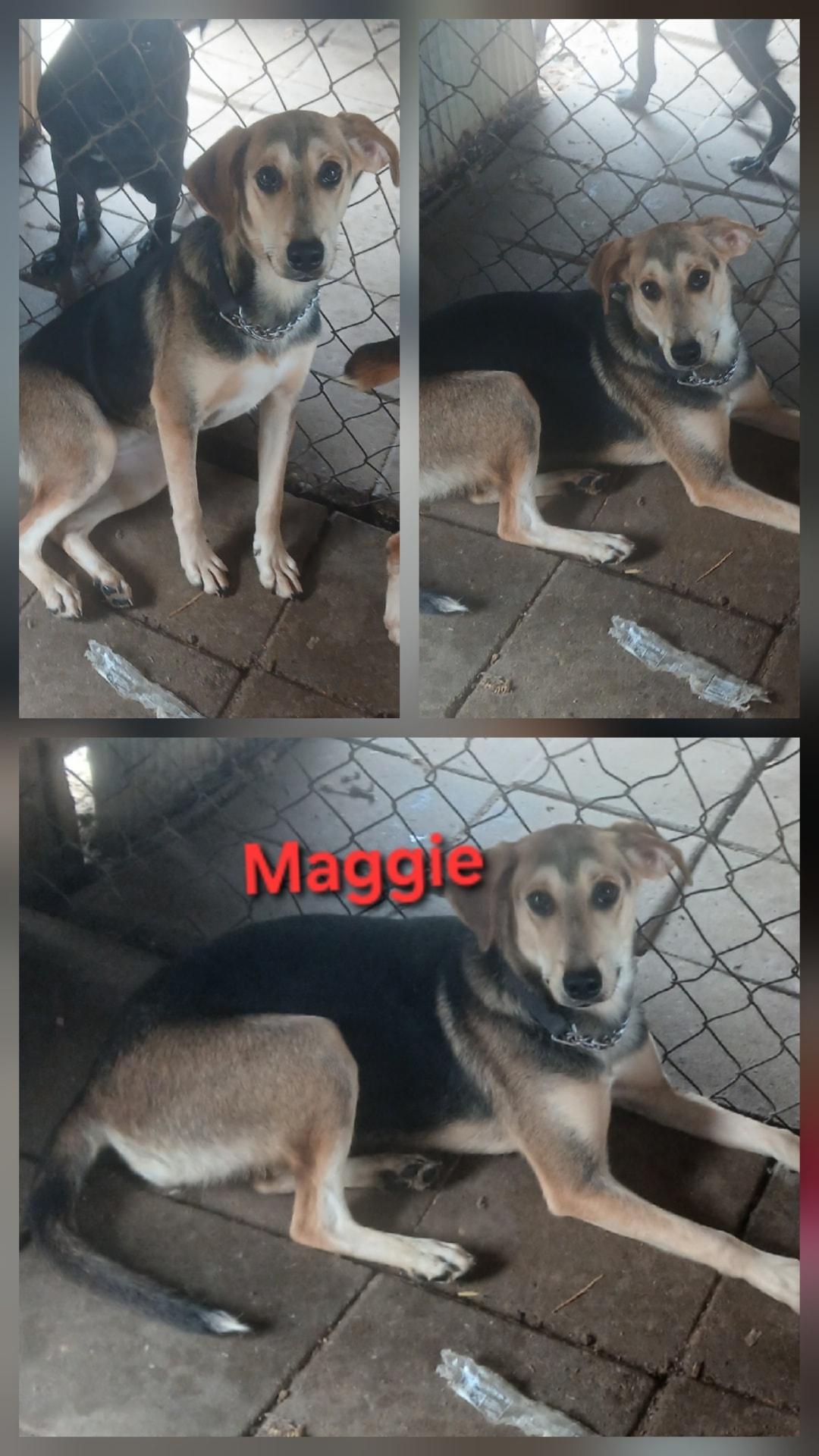 Maggie, Adoptable, Young Female Beagle & Australian Cattle Dog / Blue Heeler.