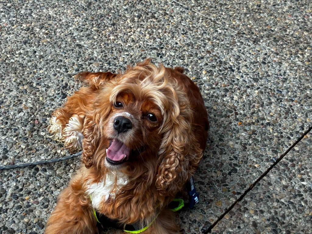Enlarge Edie, a Adoptable Cocker Spaniel in Toronto, ON image 1/5