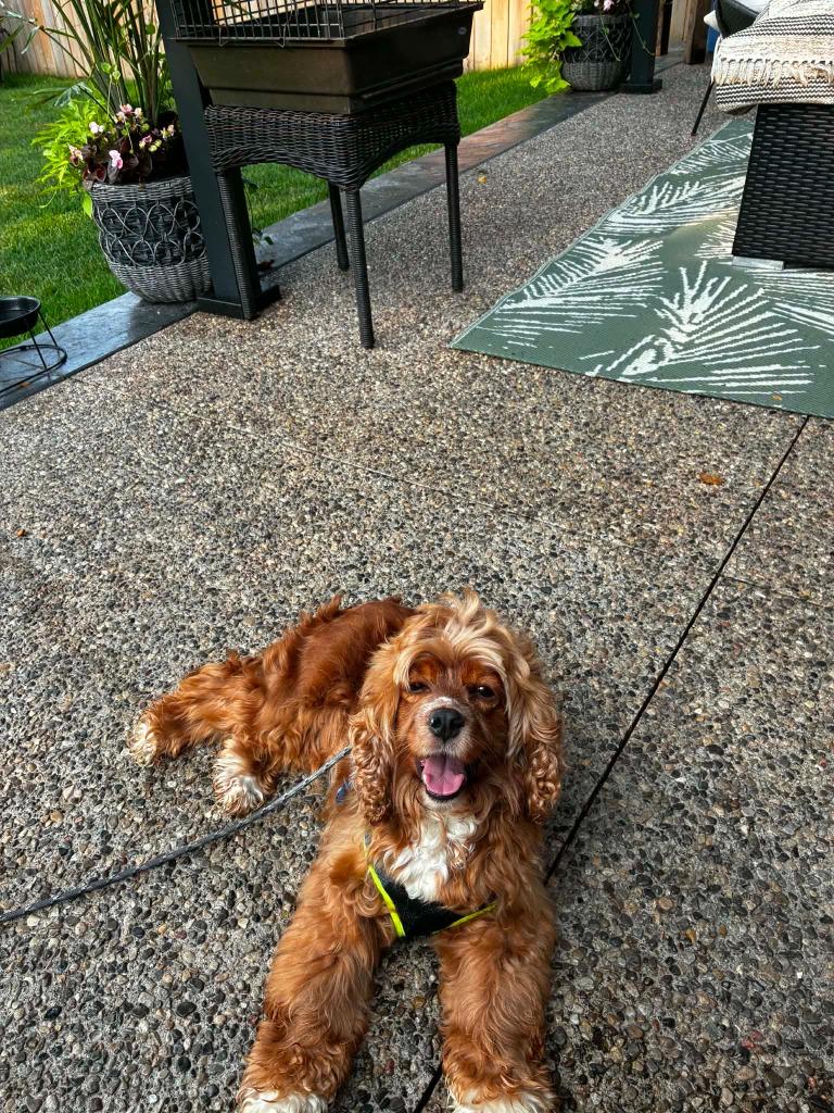 Enlarge Edie, a Adoptable Cocker Spaniel in Toronto, ON image 2/5