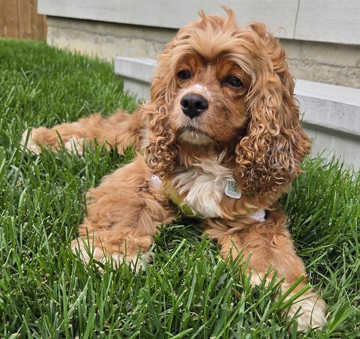 Enlarge Edie, a Adoptable Cocker Spaniel in Toronto, ON image 3/6