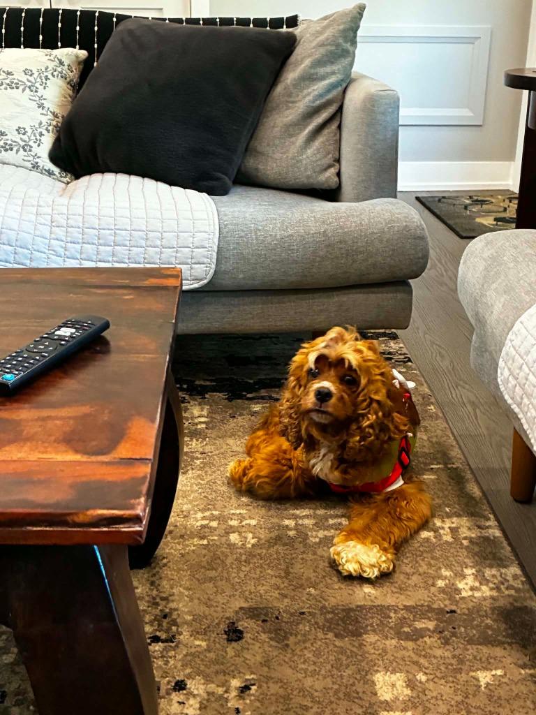 Enlarge Edie, a Adoptable Cocker Spaniel in Toronto, ON image 3/5