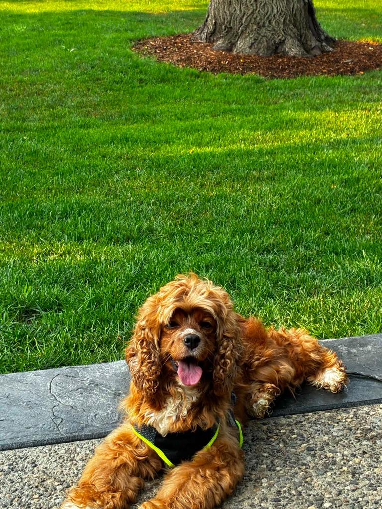 Enlarge Edie, a Adoptable Cocker Spaniel in Toronto, ON image 4/5