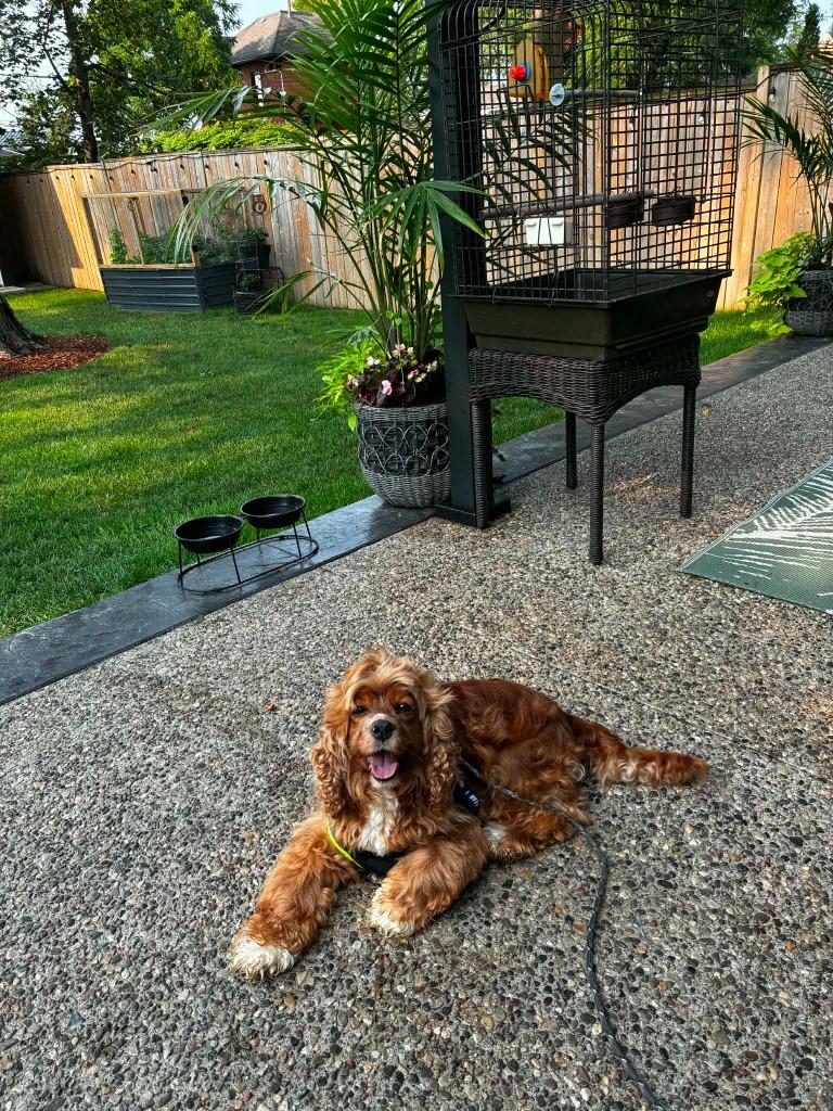 Enlarge Edie, a Adoptable Cocker Spaniel in Toronto, ON image 5/5