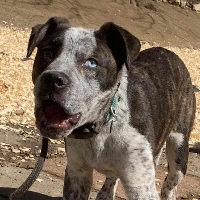 Enlarge Asher, a Adoptable mixed breed in Kingston, NY image 1/3
