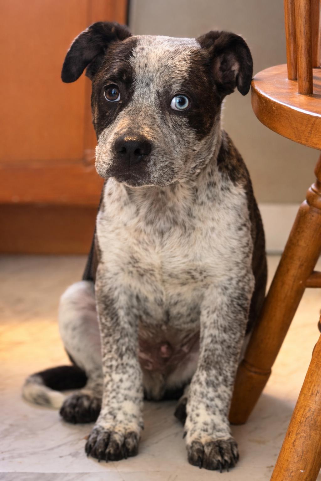 Enlarge Asher, a Adoptable mixed breed in Kingston, NY image 3/3