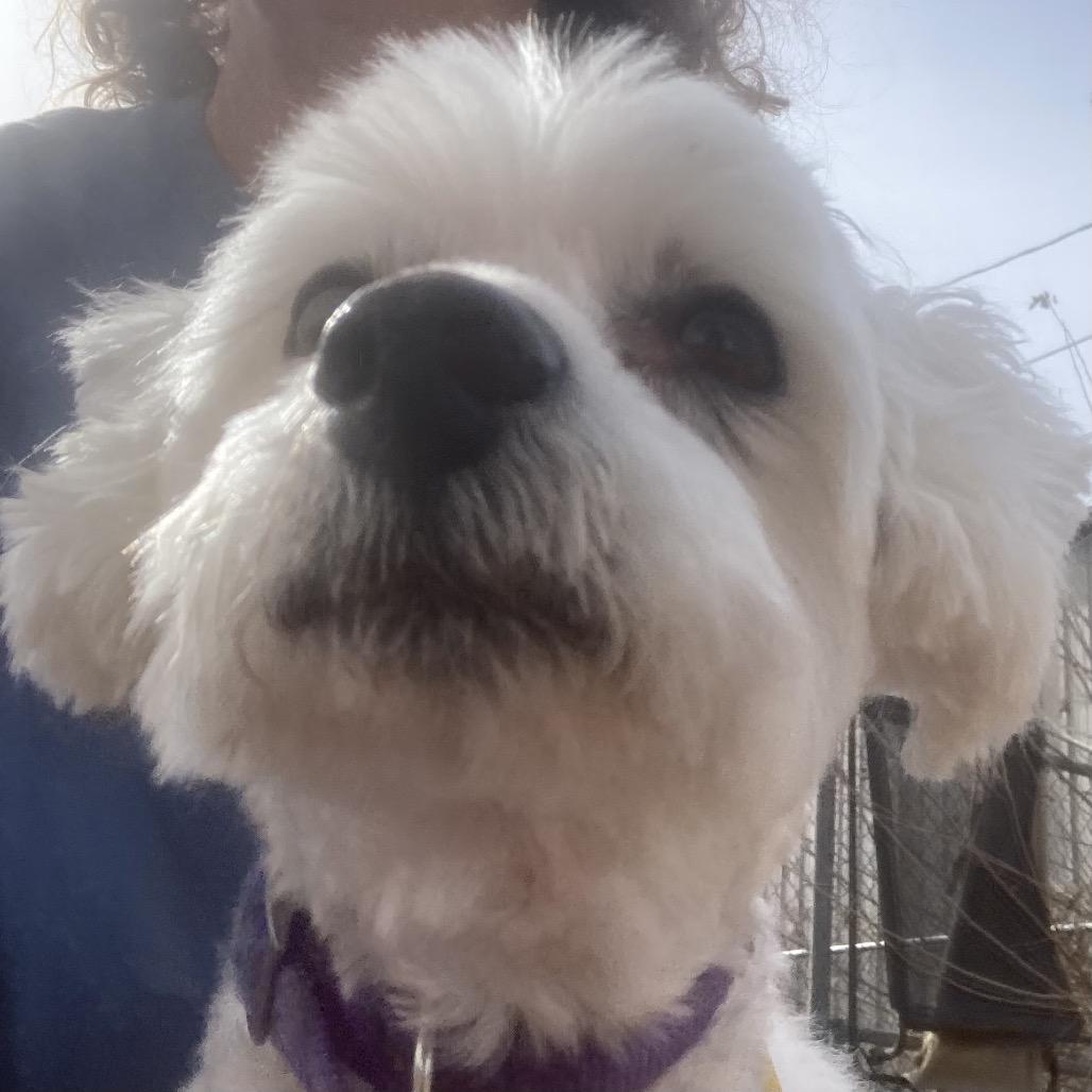 Enlarge Sadie, a Adoptable Bichon Frise in Sand Springs, OK image 1/5