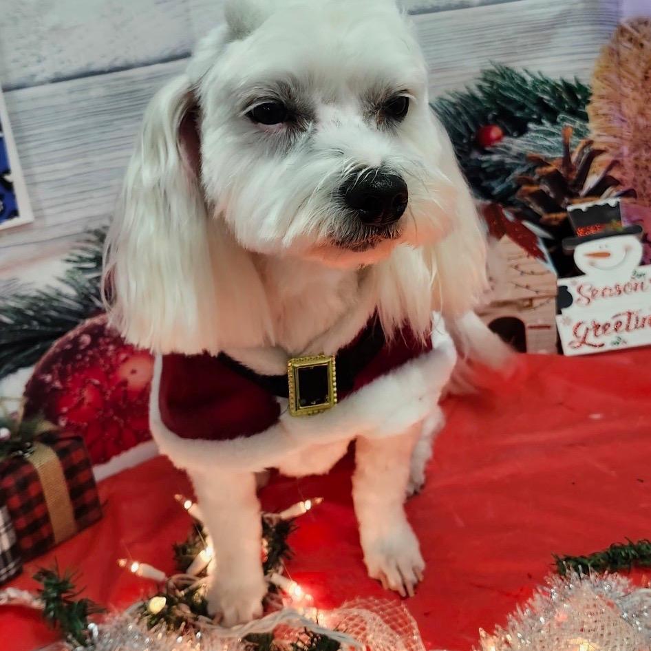 Enlarge Sadie, a Adoptable Bichon Frise in Sand Springs, OK image 2/5