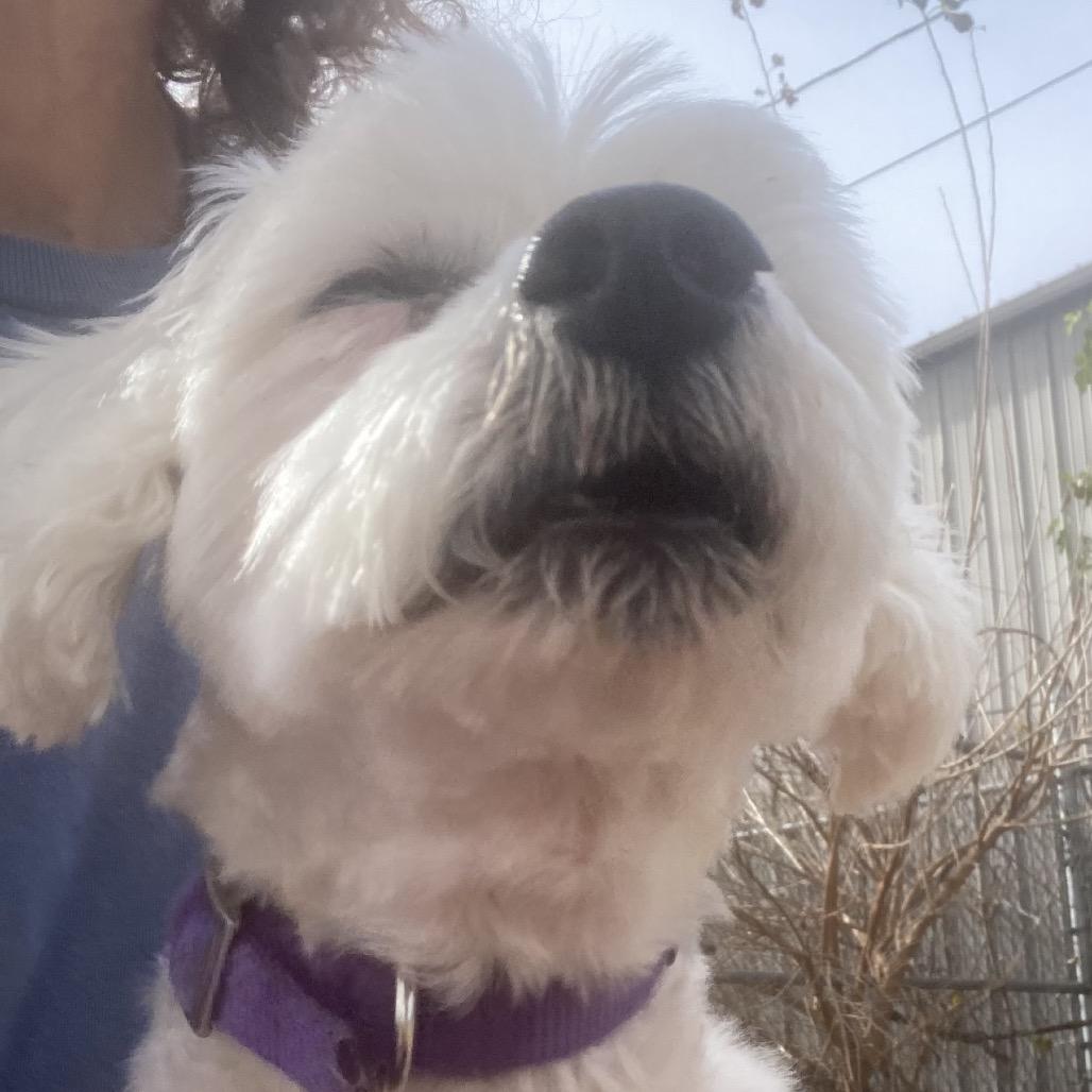 Enlarge Sadie, a Adoptable Bichon Frise in Sand Springs, OK image 3/5