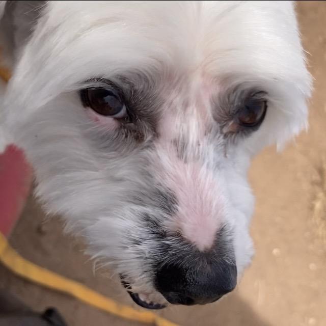 Enlarge Sadie, a Adoptable Bichon Frise in Sand Springs, OK image 4/5