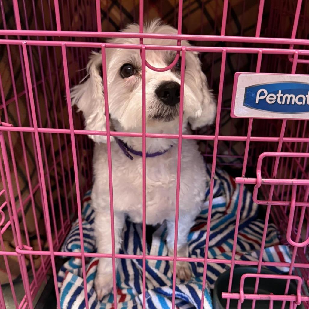Enlarge Sadie, a Adoptable Bichon Frise in Sand Springs, OK image 5/5