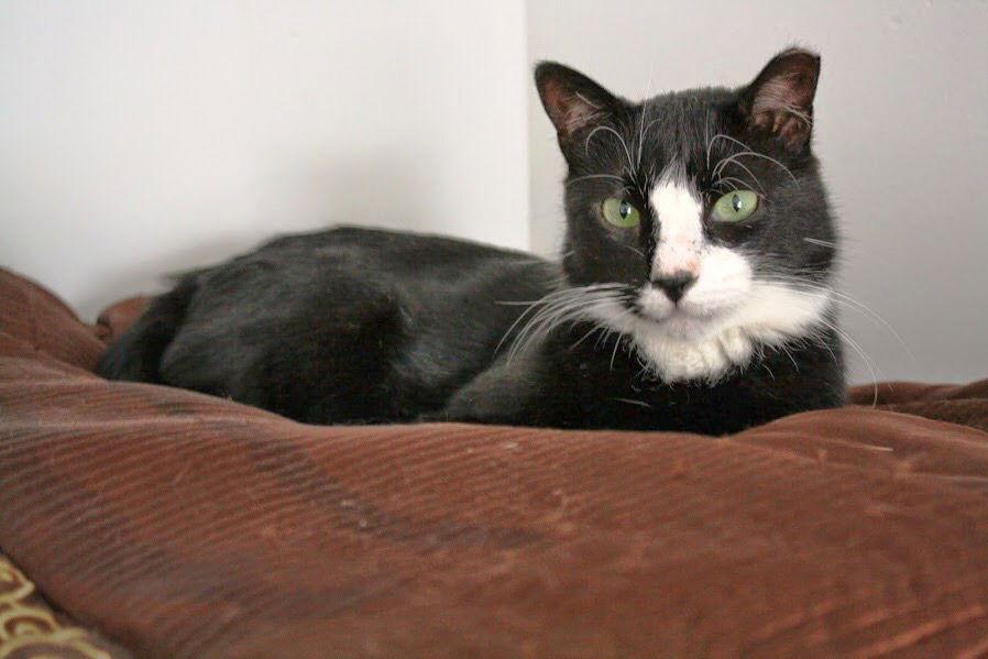 Toohey, Adoptable, Senior Male Domestic Short Hair.