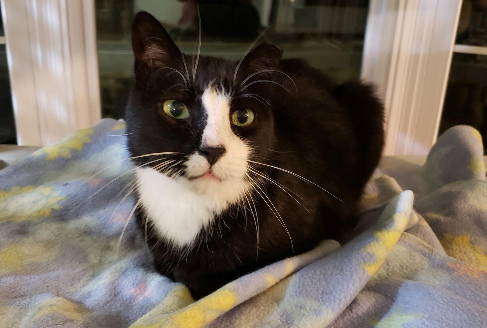 Enlarge Toohey, a Adoptable Domestic Short Hair in Penndel, PA image 3/3