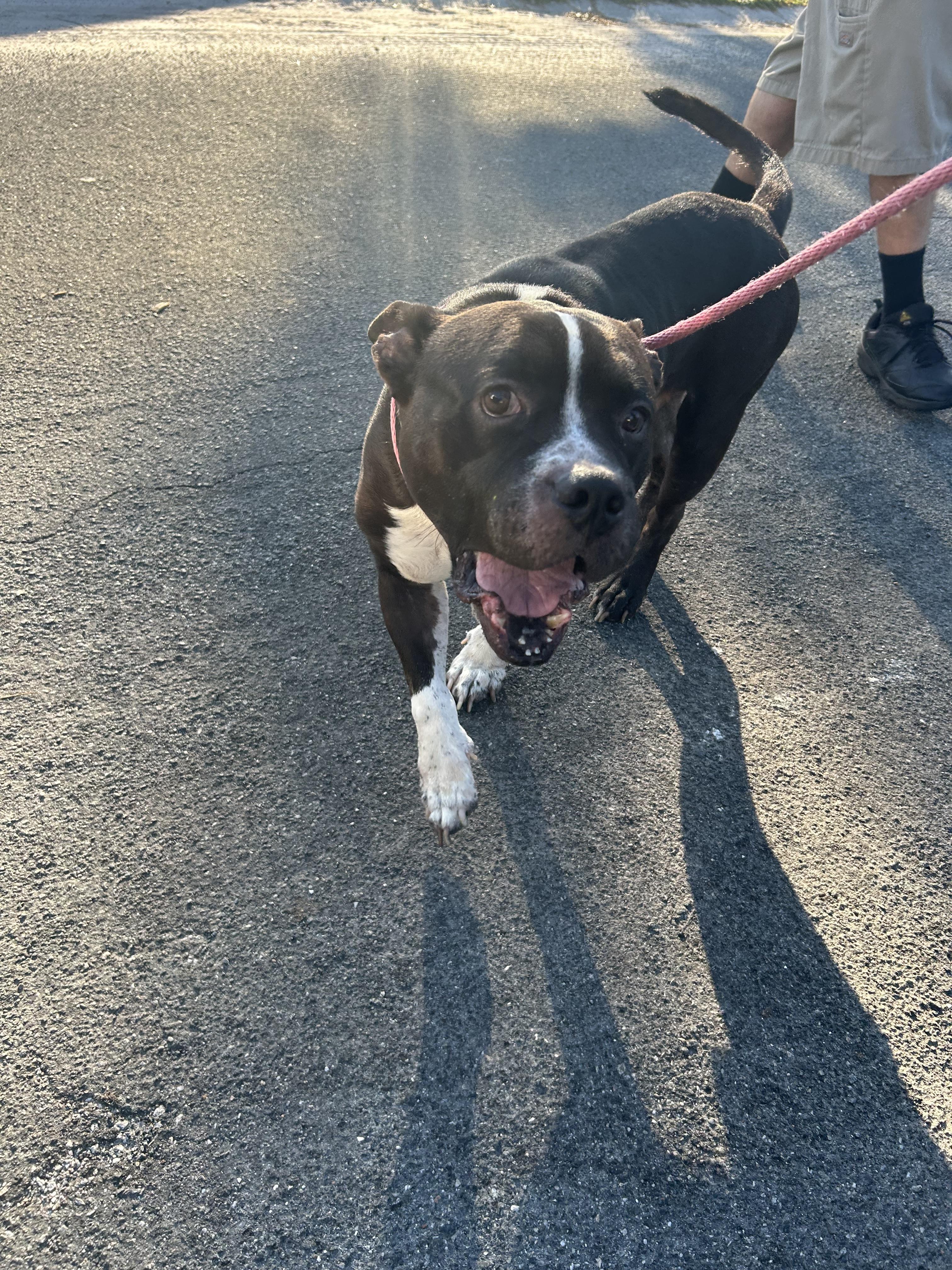 Polo, Adoptable, Adult Male Terrier & Mixed Breed.
