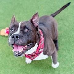 Polo, Adoptable, Adult Male Terrier & Mixed Breed.