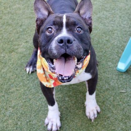 Enlarge Polo, a Adoptable mixed breed in Largo, FL image 2/2