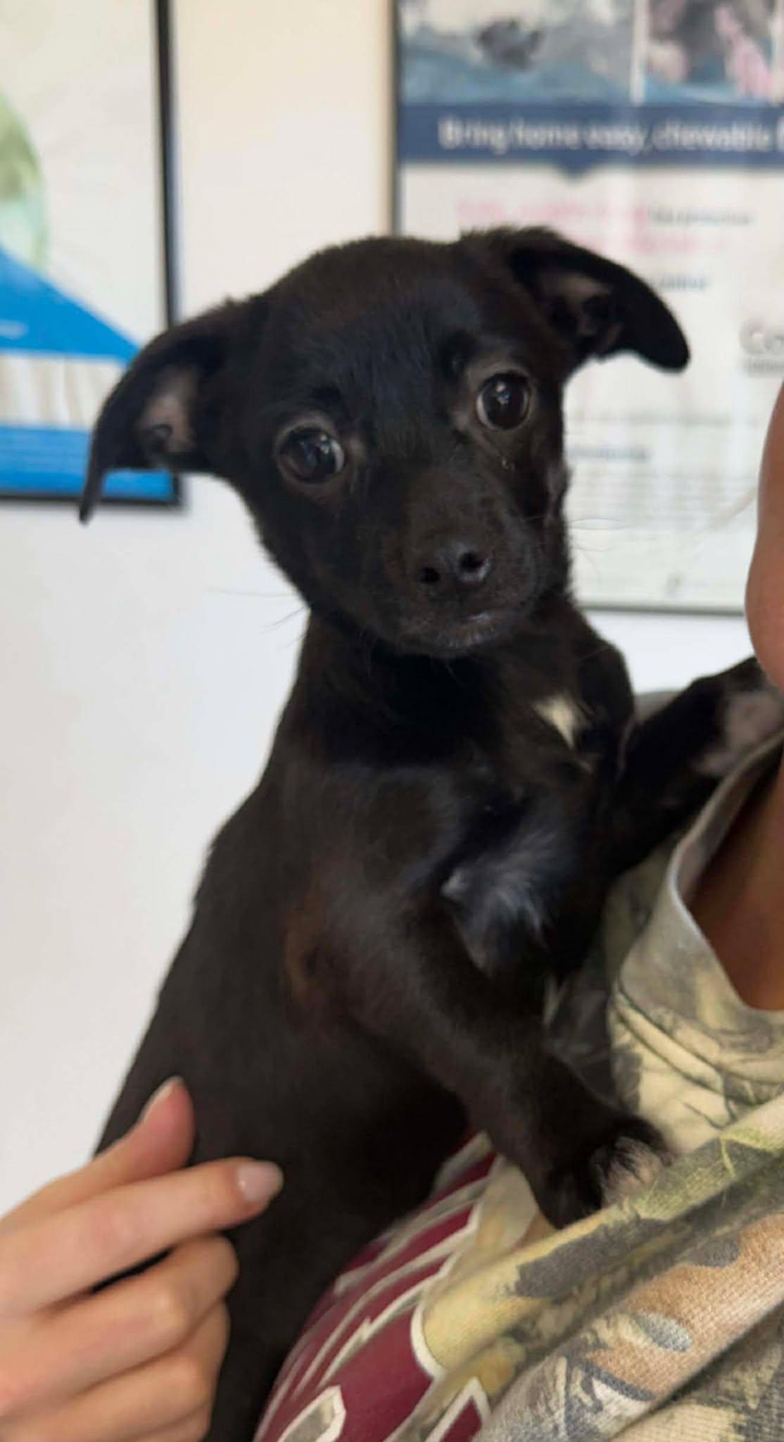 Enlarge Minnie, a ADOPTABLE Mixed Breed in Northwood, NH image 5/5