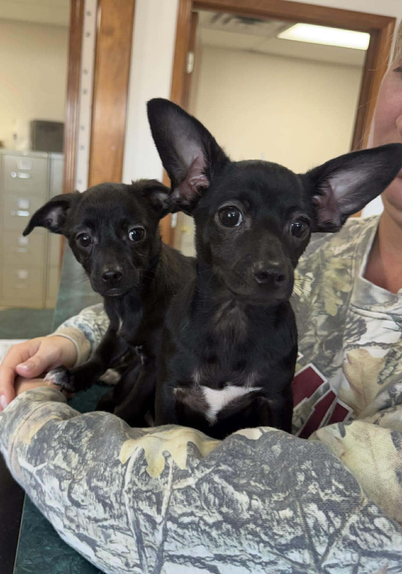 Enlarge Minnie, a ADOPTABLE Mixed Breed in Northwood, NH image 4/5