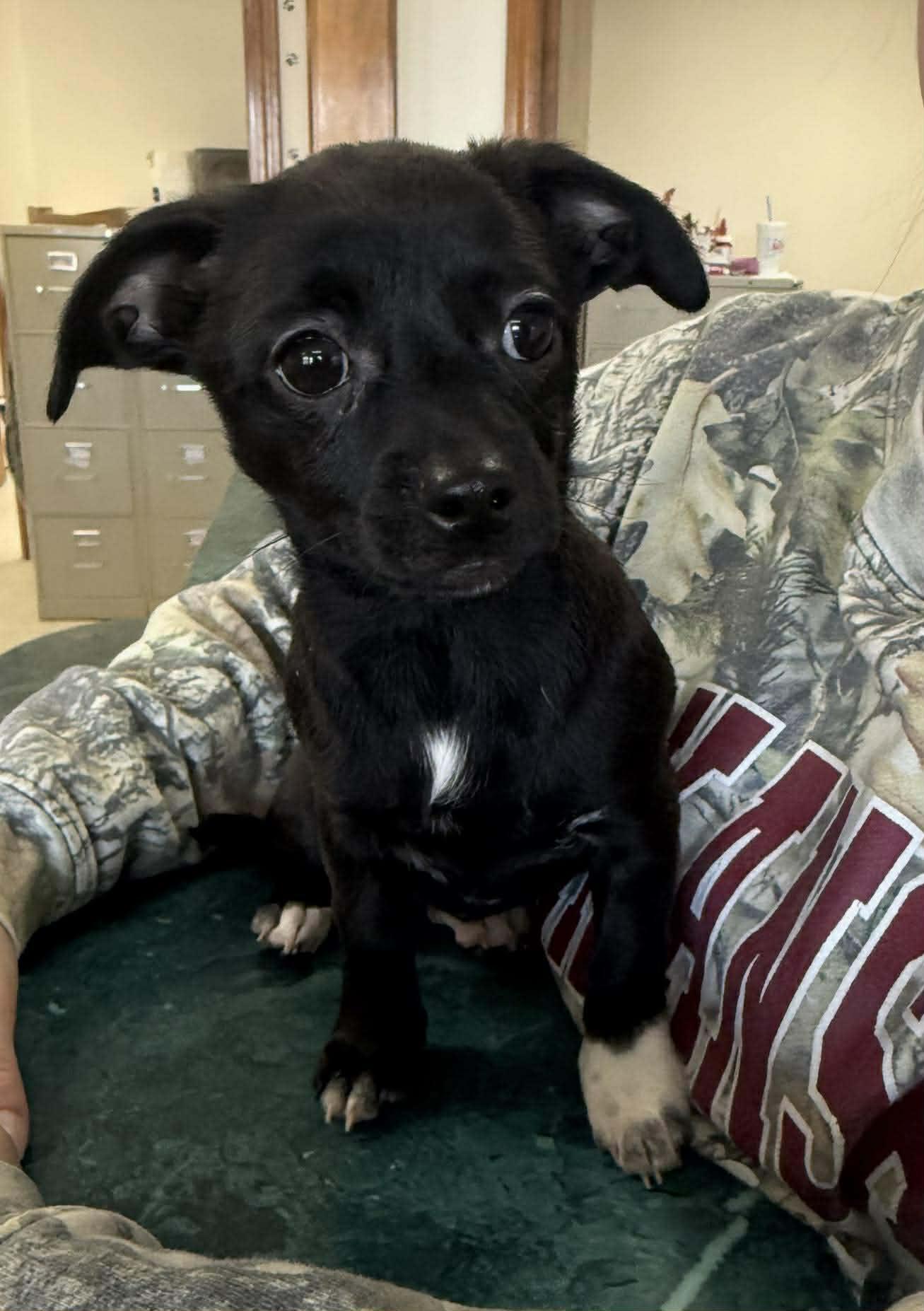 Enlarge Minnie, a ADOPTABLE Mixed Breed in Northwood, NH image 3/5