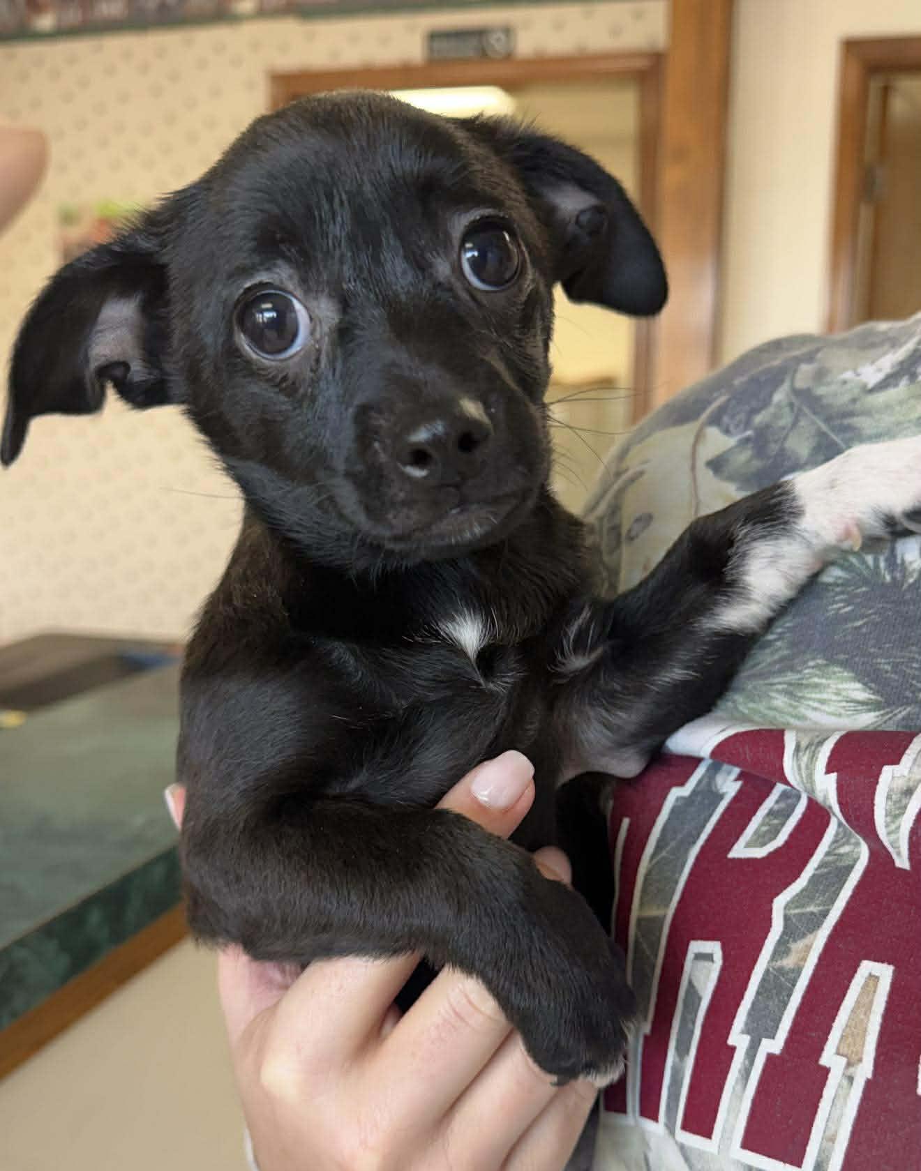 Minnie, ADOPTABLE, Puppy Female Mixed Breed.
