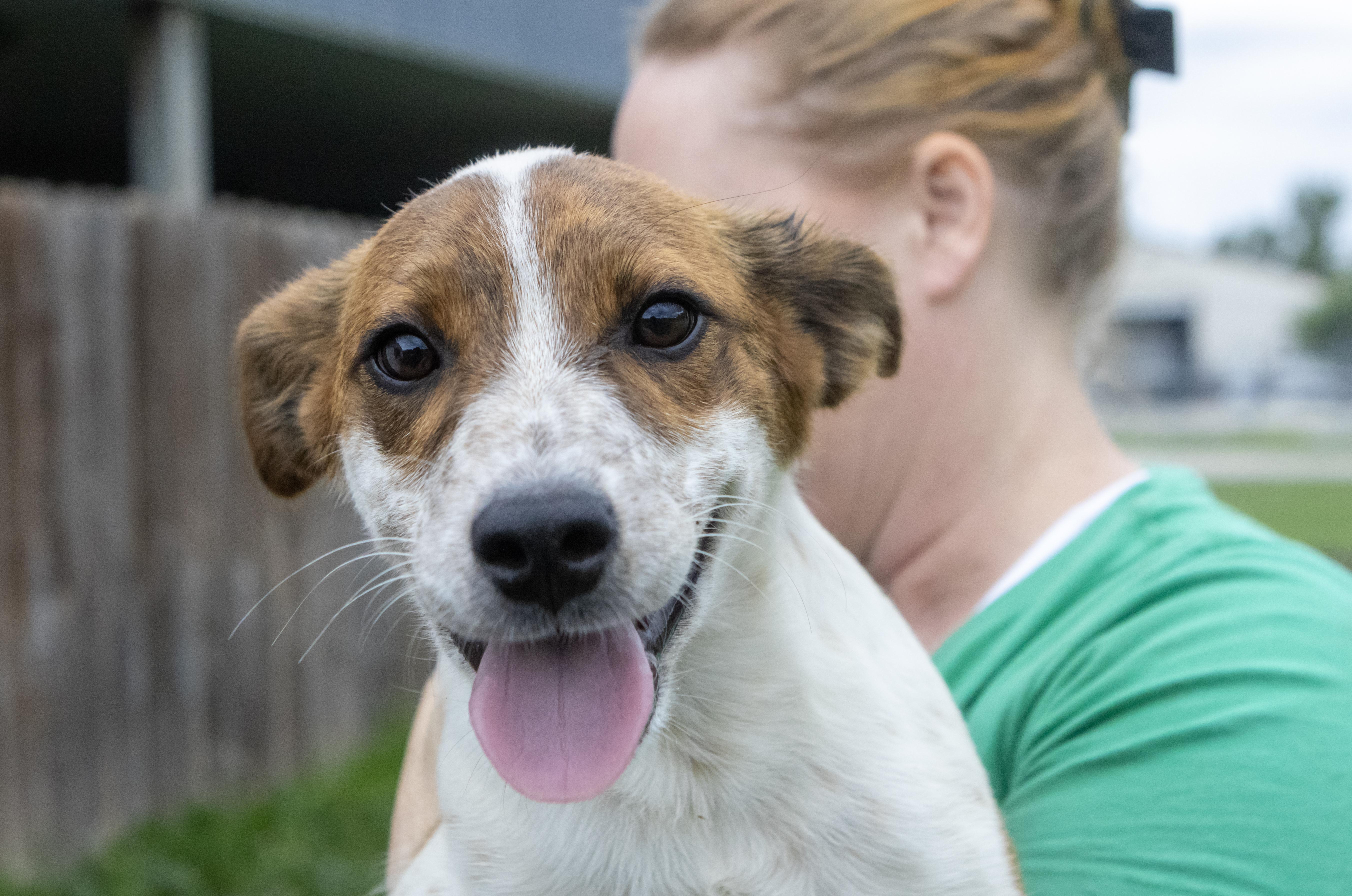 Enlarge Sweet Pea, a Adoptable mixed breed in Kansas City, MO image 4/5