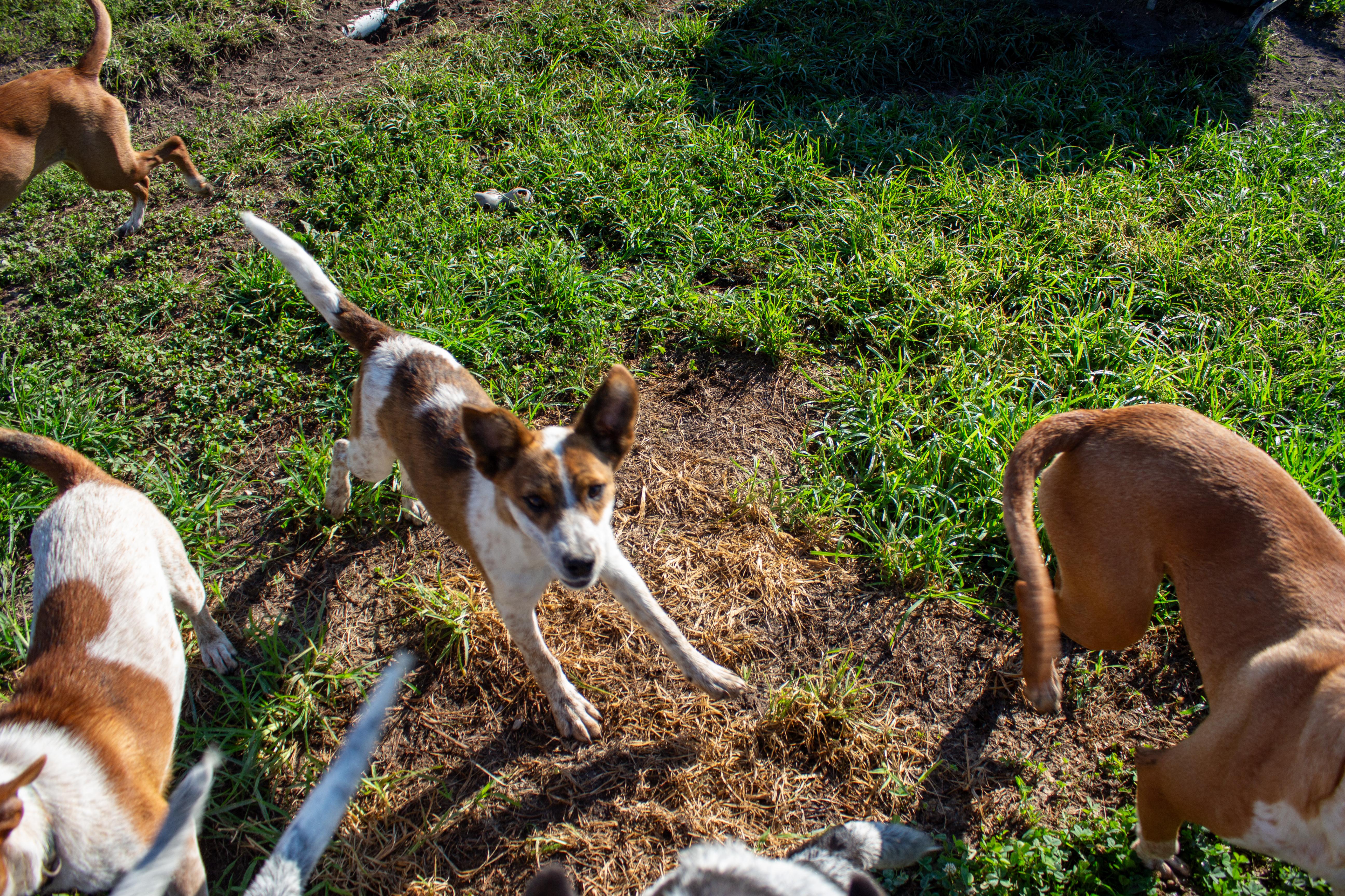 Enlarge Sweet Pea, a Adoptable mixed breed in Kansas City, MO image 5/5