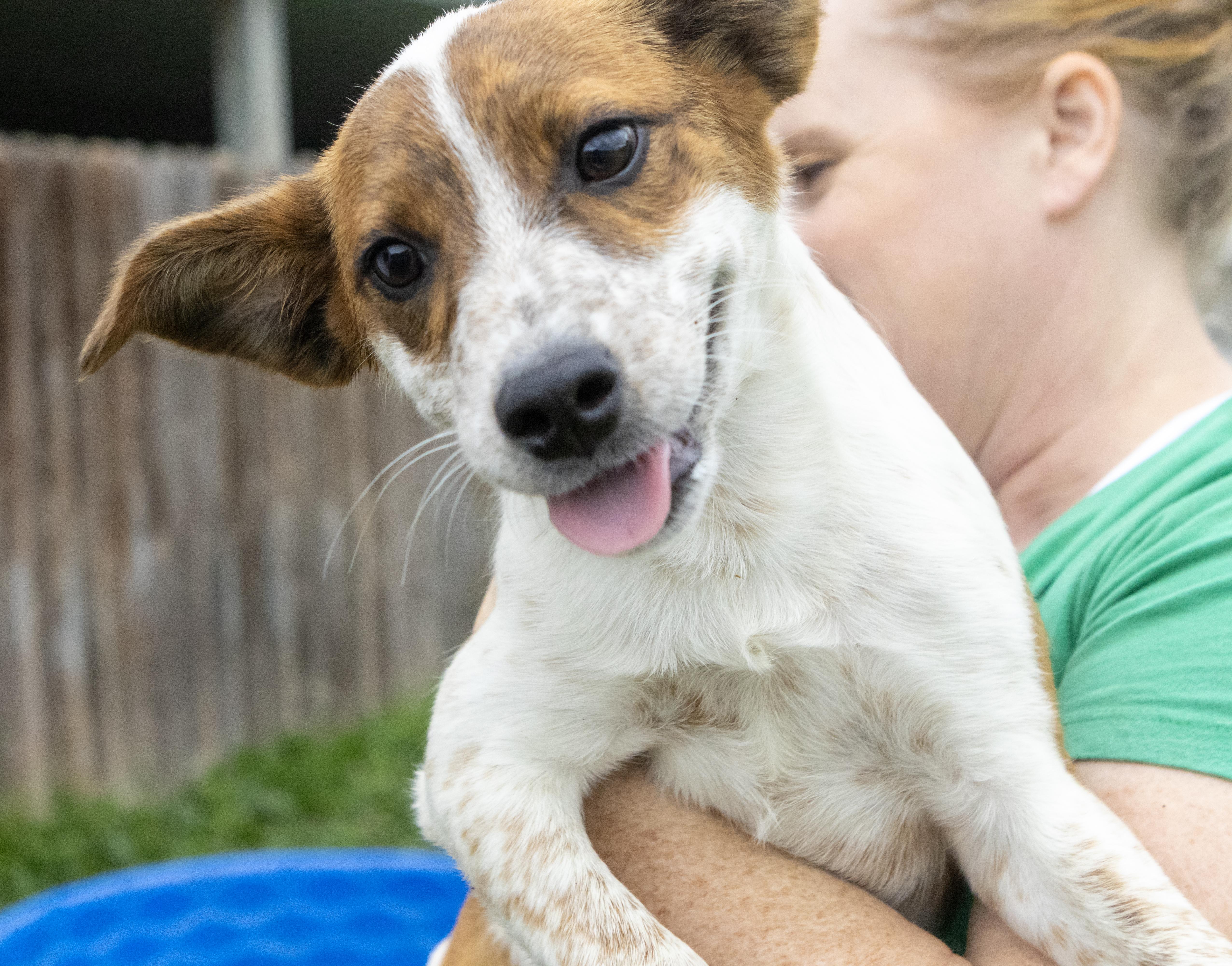 Enlarge Sweet Pea, a Adoptable mixed breed in Kansas City, MO image 2/5