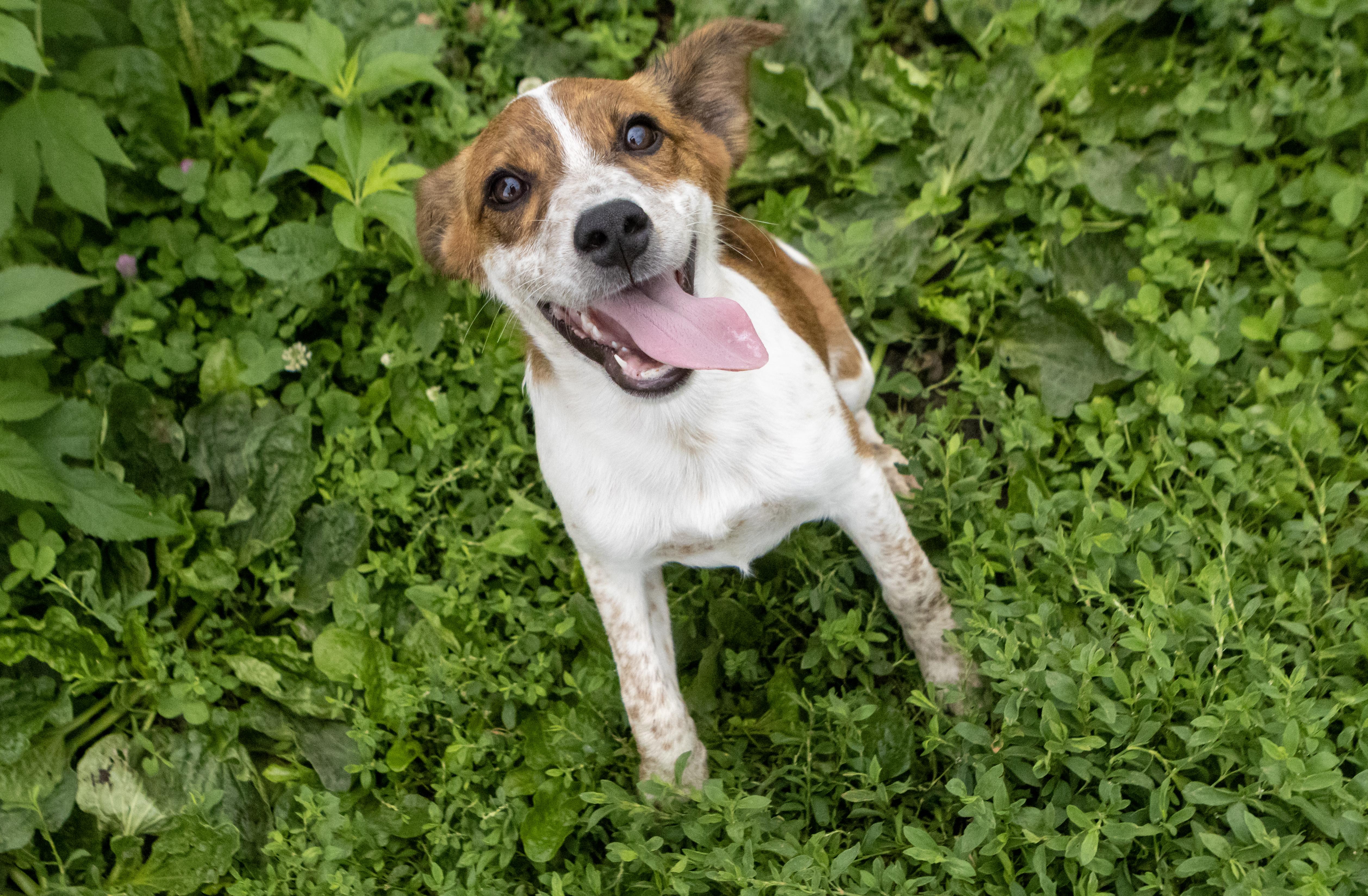 Enlarge Sweet Pea, a Adoptable mixed breed in Kansas City, MO image 3/5