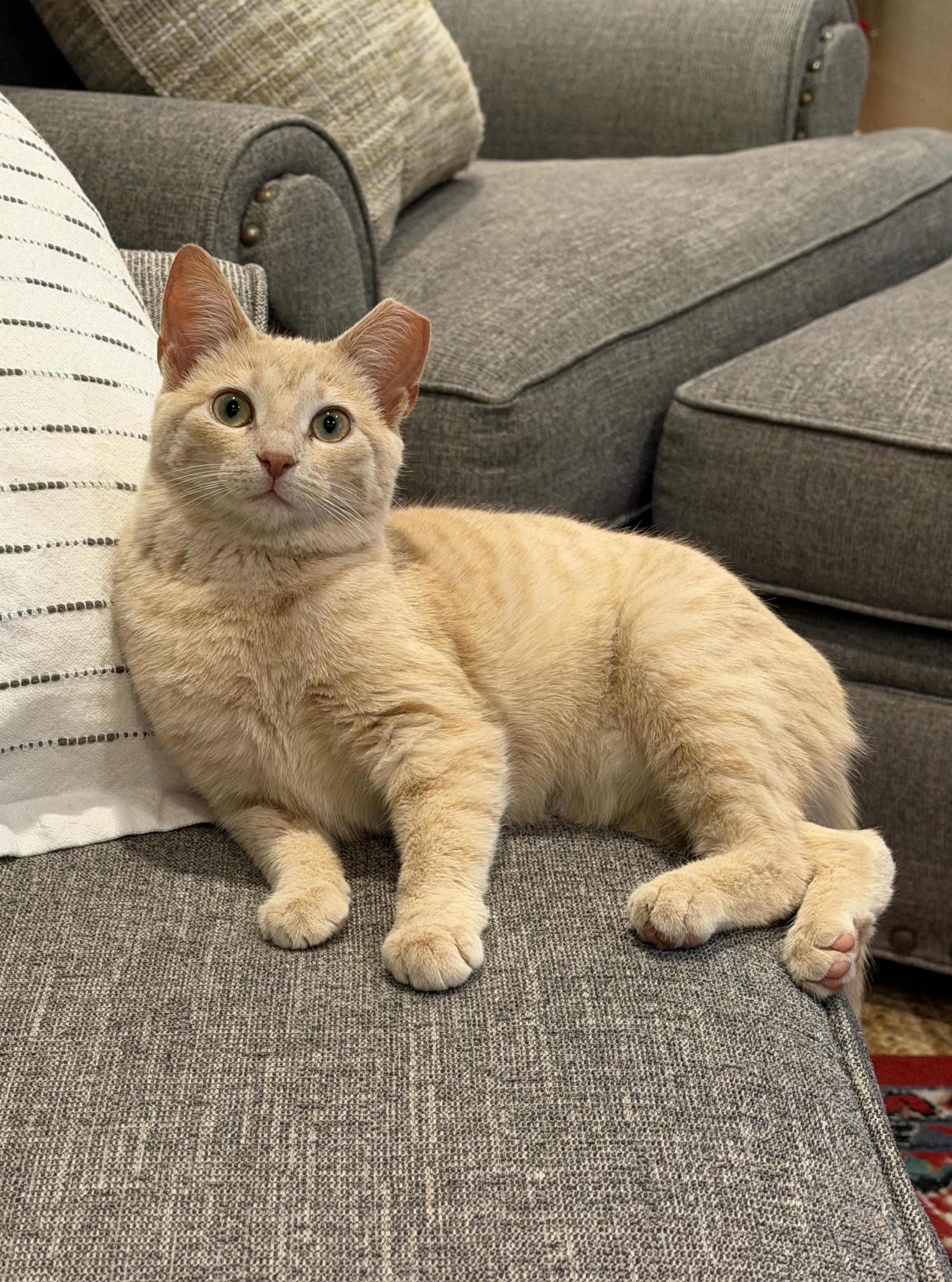 Enlarge Leo, a ADOPTABLE Domestic Short Hair in Bloomsburg, PA image 2/3