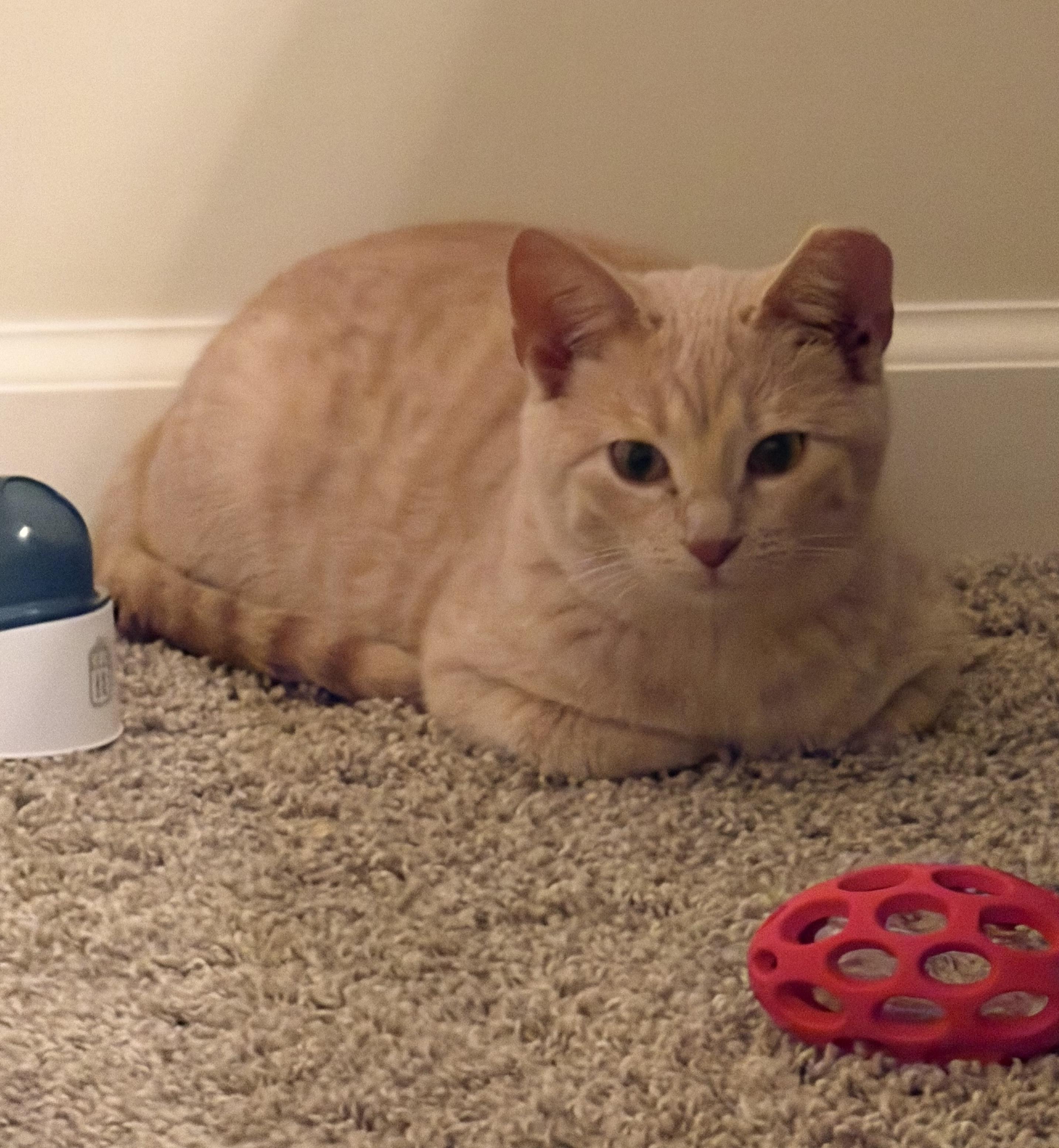 Enlarge Leo, a ADOPTABLE Domestic Short Hair in Bloomsburg, PA image 3/3