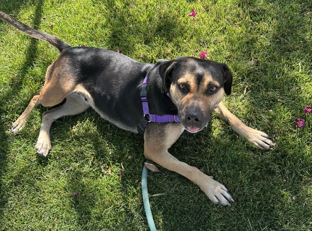 Molly, Adoptable, Adult Female Rottweiler & Shepherd.