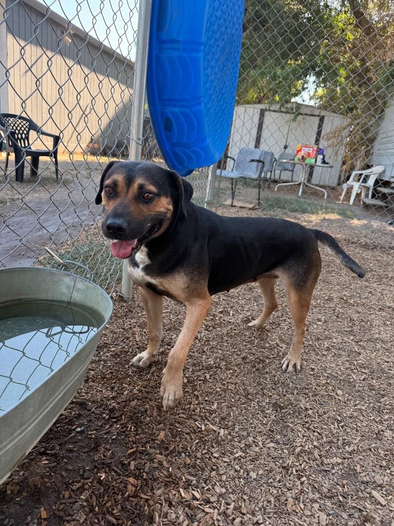 Molly, Adoptable, Adult Female Rottweiler & Shepherd.