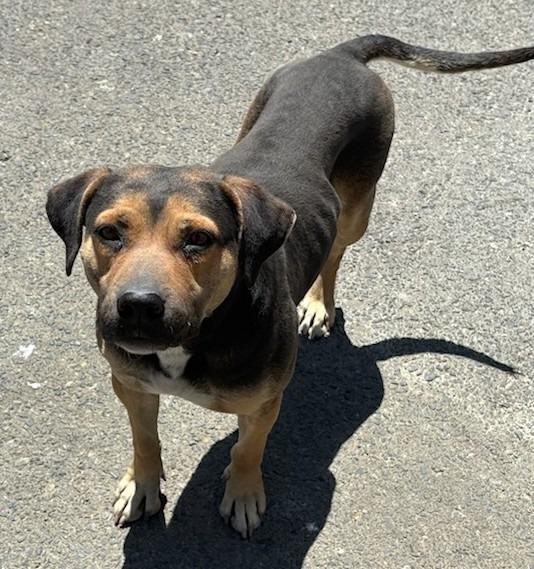 Molly, a Adoptable mixed breed in Lemoore, CA image 2/4