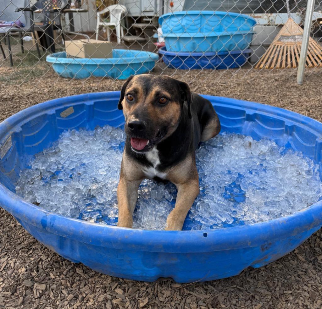 Molly, a Adoptable mixed breed in Lemoore, CA image 3/4