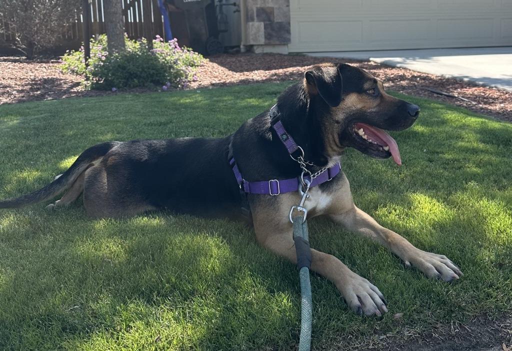 Molly, a Adoptable mixed breed in Lemoore, CA image 5/6