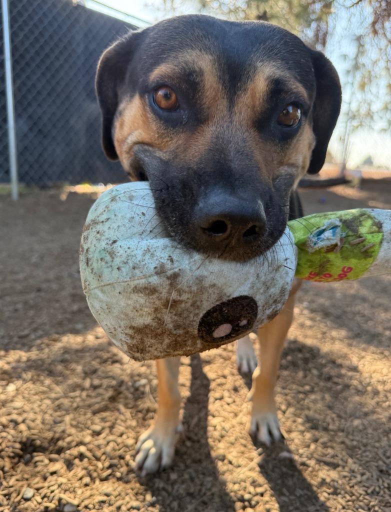 Molly, a Adoptable mixed breed in Lemoore, CA image 4/4