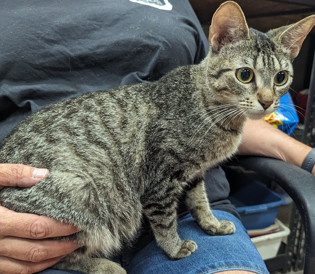Enlarge Raine, a Adoptable Domestic Short Hair in Parsons, KS image 1/2
