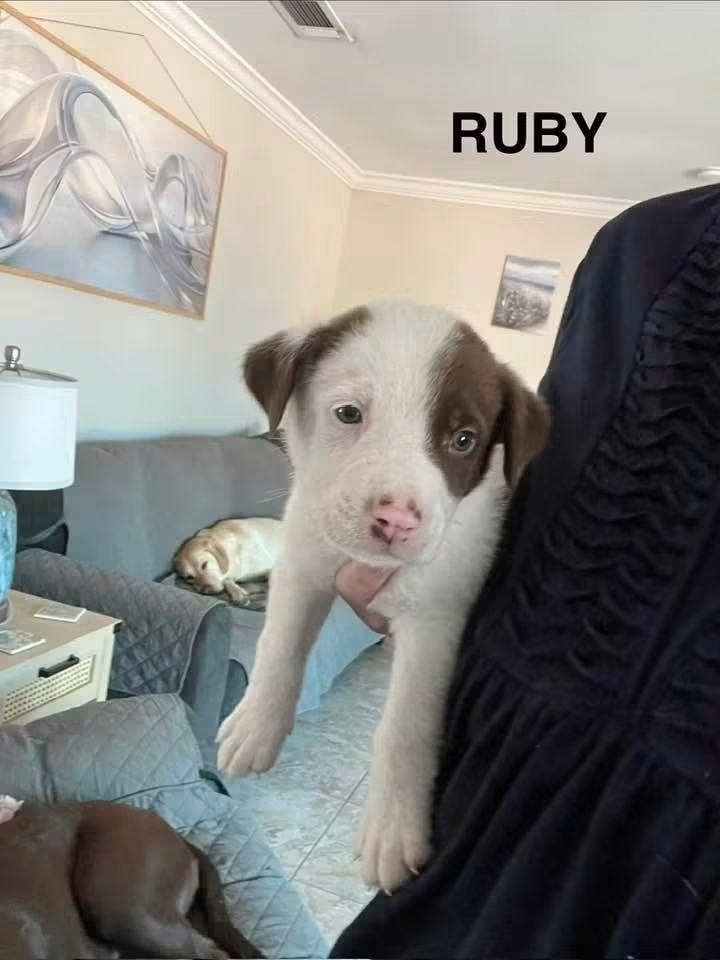 Enlarge Ruby, a Adoptable mixed breed in Panama City, FL image 1/1