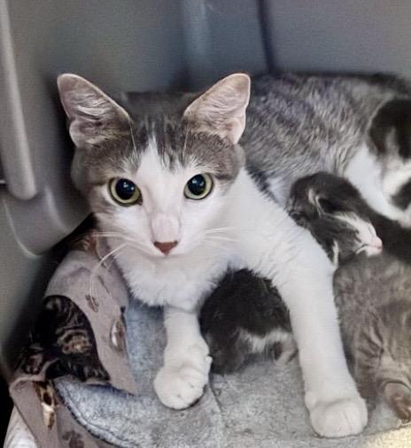 Enlarge Leah, a Adoptable Domestic Short Hair in Port Washington, WI image 2/5