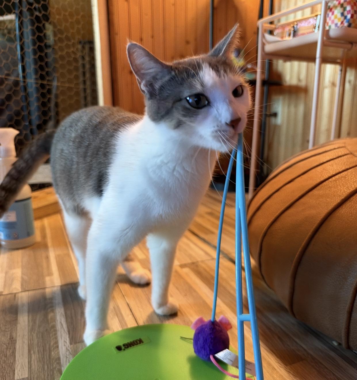 Enlarge Leah, a Adoptable Domestic Short Hair in Port Washington, WI image 3/5