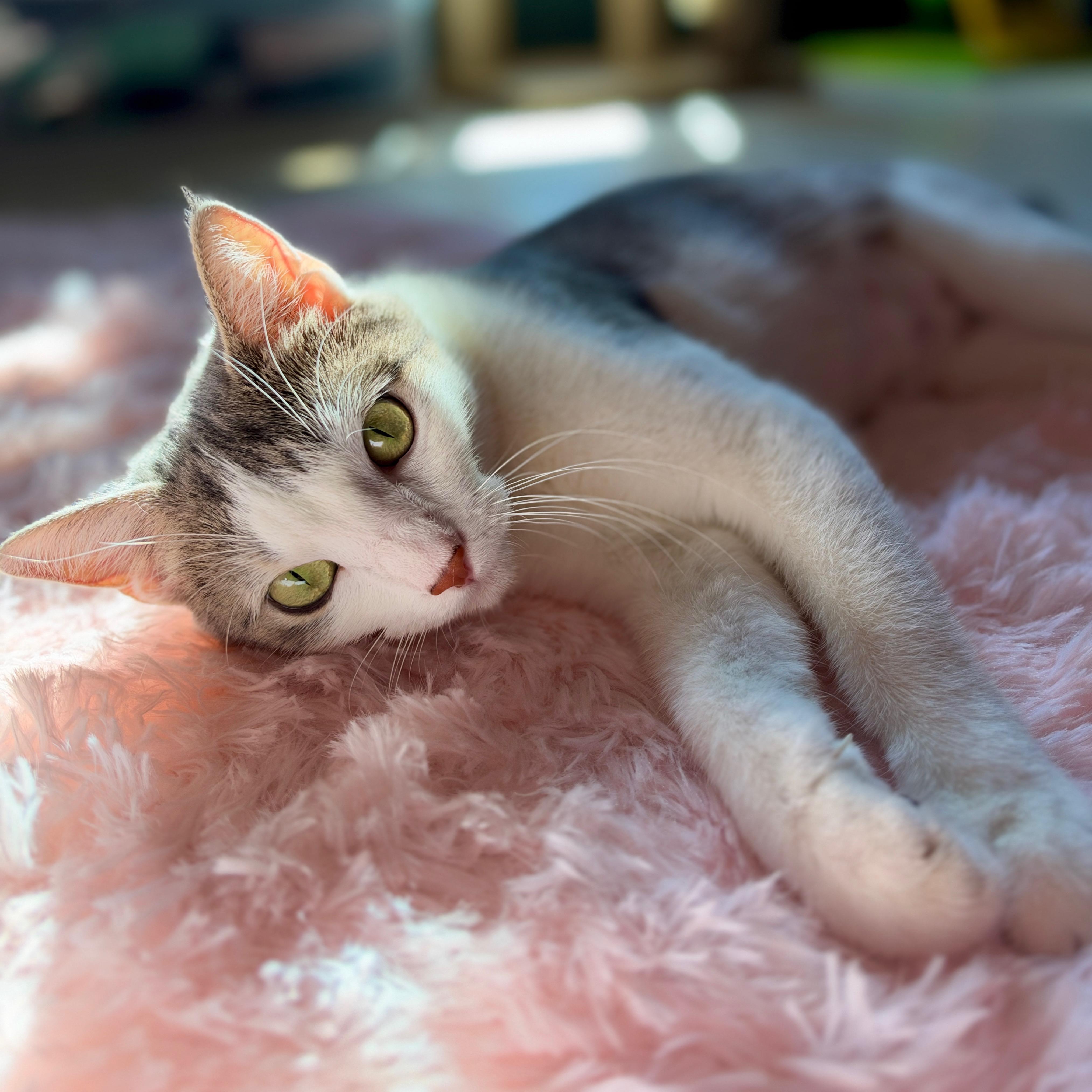 Enlarge Leah, a Adoptable Domestic Short Hair in Port Washington, WI image 5/5