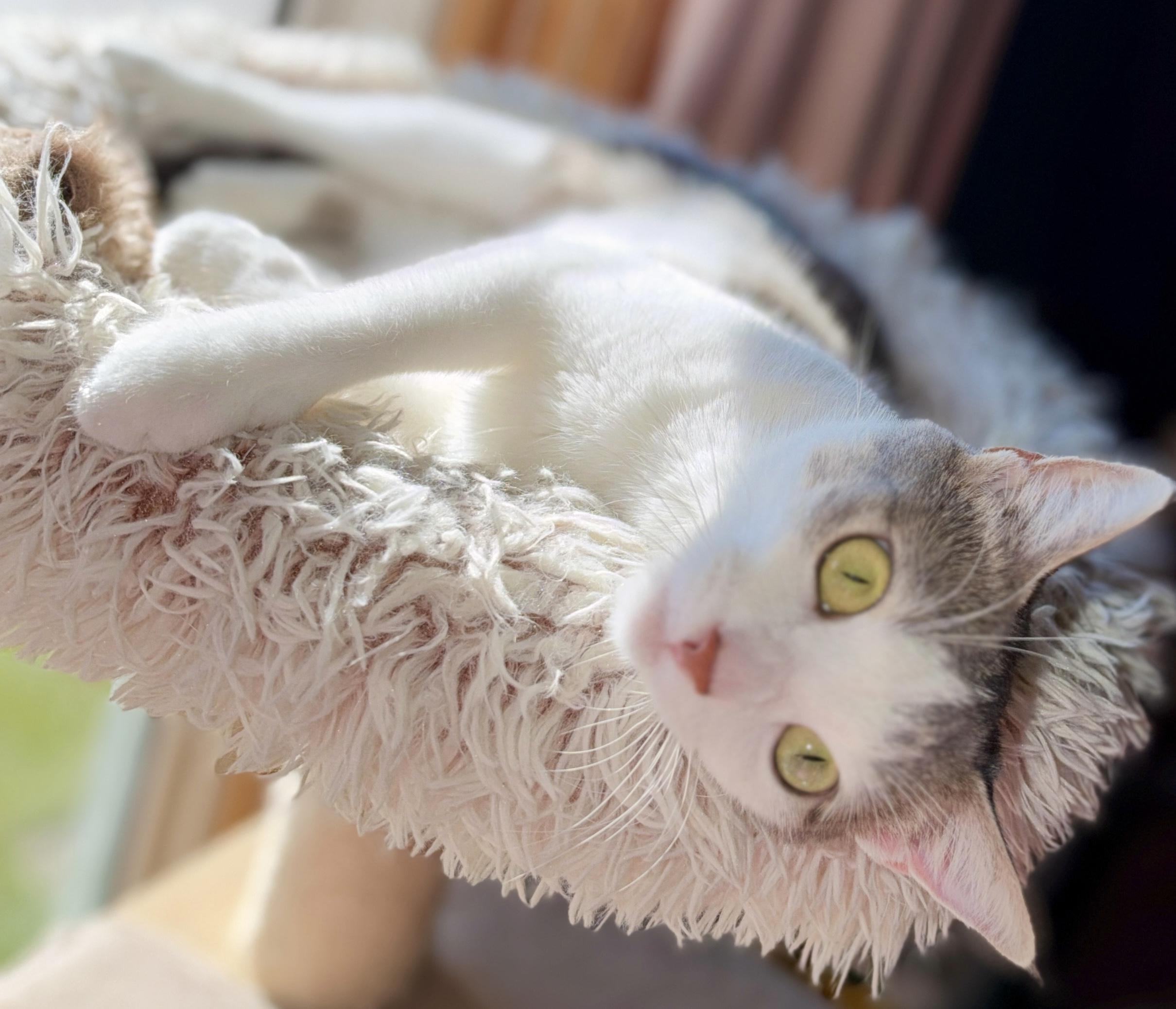 Enlarge Leah, a Adoptable Domestic Short Hair in Port Washington, WI image 4/5