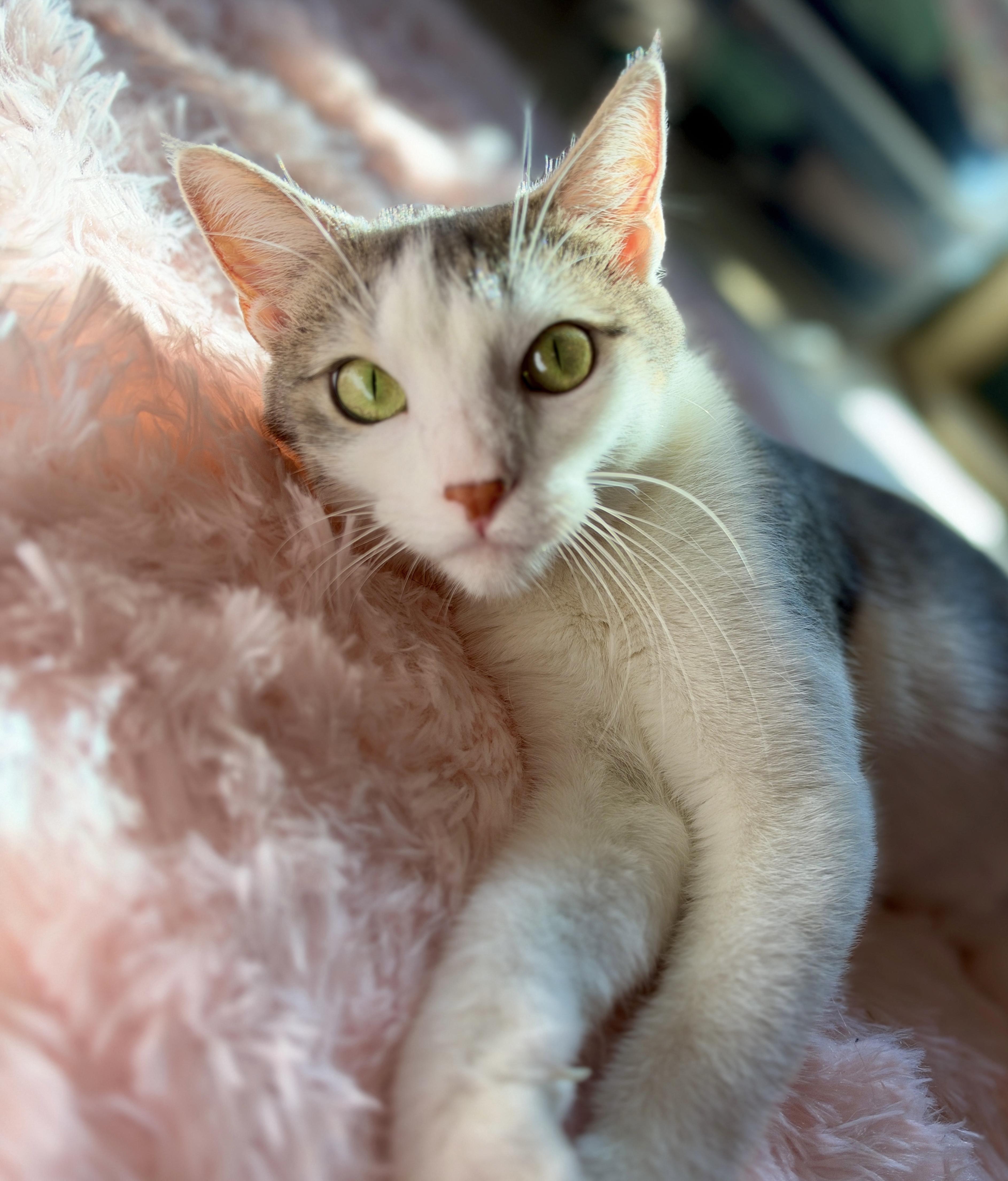 Leah, Adoptable, Adult Female Domestic Short Hair.
