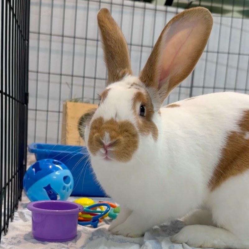Hendrix, a ADOPTABLE American in Truckee, CA image 5/6