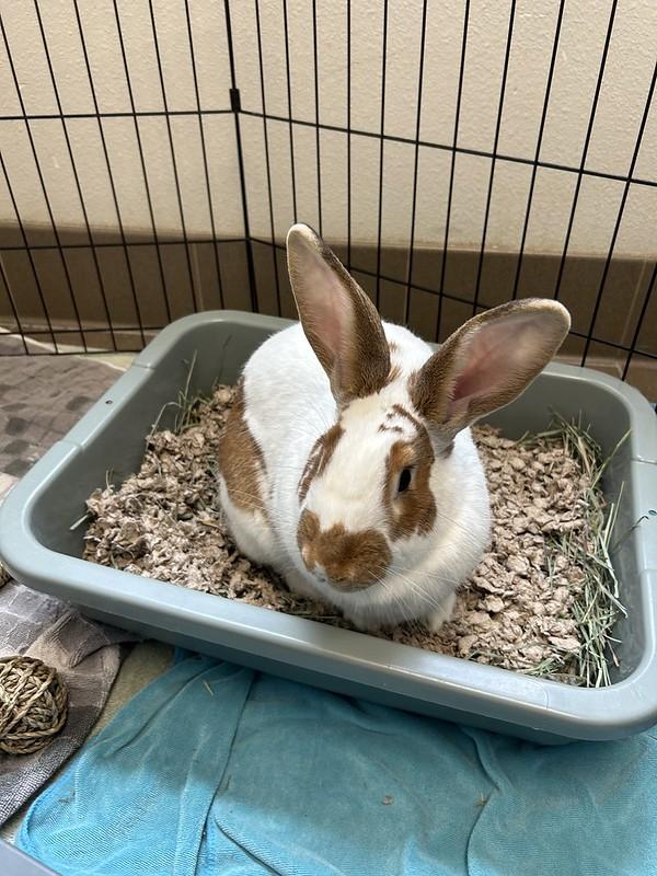 Hendrix, a ADOPTABLE American in Truckee, CA image 4/6