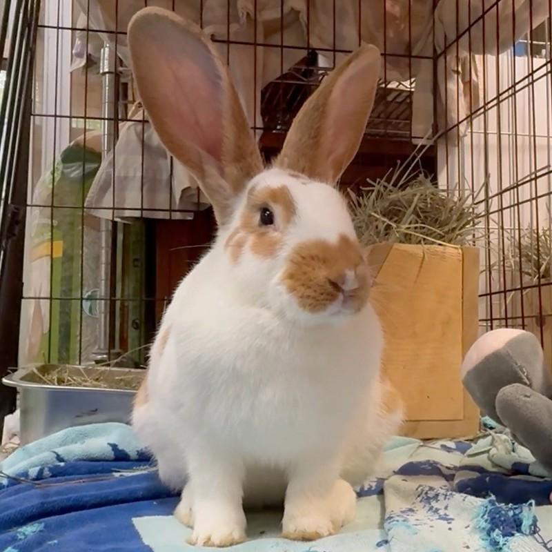 Hendrix, ADOPTABLE, Adult Male American.