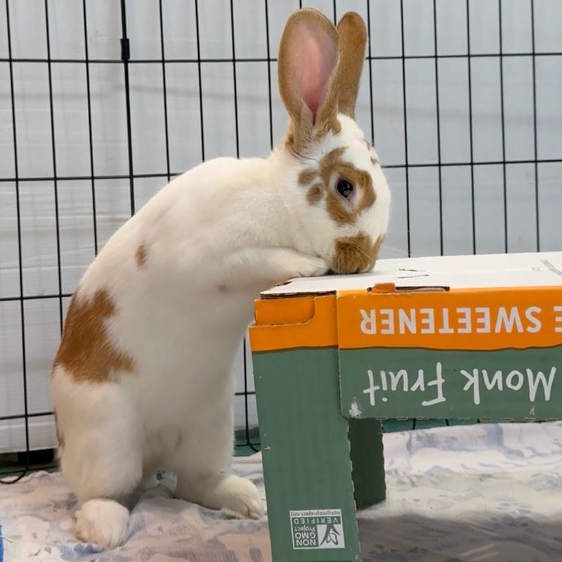 Hendrix, a ADOPTABLE American in Truckee, CA image 3/6